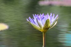 Naples,Botanical Gardens-8198.jpg