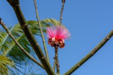 Naples,Botanical Gardens-8201 (1000x667).jpg