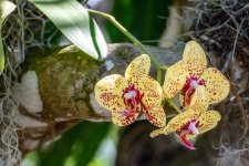 Naples,Botanical Gardens--4 (1000x667).jpg