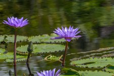Naples,Botanical Gardens--7 - Copy (1000x667).jpg
