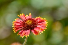 Naples,Botanical Gardens--9 (1000x667).jpg