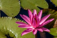 Naples,Botanical Gardens-4298 (1000x668).jpg