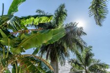 Naples,Botanical Gardens-4317 (1000x668).jpg