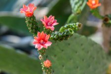 Naples,Botanical Gardens-4331 (1000x668).jpg