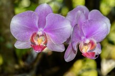 Naples,Botanical Gardens-4351 (1000x668).jpg