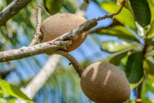 Naples,Botanical Gardens-8206 (1000x667).jpg