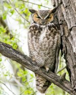 Twin Lakes Owls-141.jpg