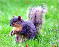 5-1-16   Heather Squirrel   3.jpg