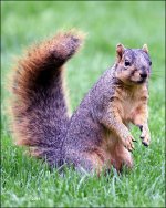 5-1-16   Heather Squirrel   4.jpg