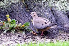 5-1-16   Heather Dove   4.jpg