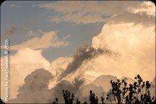 Rainy day and Birds-6345.jpg