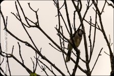 Rainy day and Birds-6347.jpg
