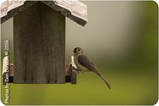 Rainy day and Birds-6381.jpg