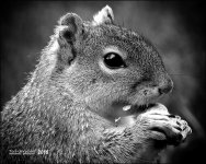 5-1-16   Heather Squirrel   6BW.jpg