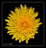 W_Dandelion.jpg