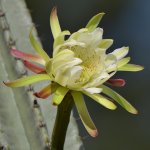 Cactus.jpg