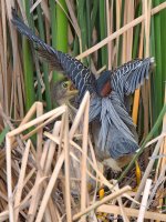 GreenHeron12.jpg