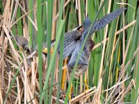 GreenHeron10.jpg