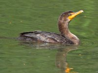 Cormorant2.jpg