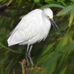 Egret4.jpg
