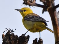 Oriole3.jpg