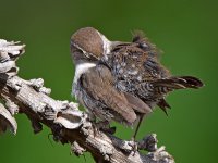 Wren10.jpg