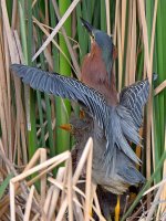 GreenHeron13.jpg