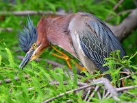 GreenHeron17.jpg