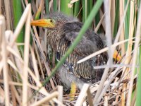 GreenHeron16.jpg