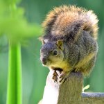 Squirrel.jpg