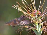 Hummer5.jpg