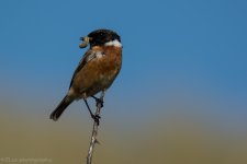 DSC_0018.jpg
