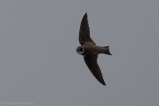DSC_9782.jpg