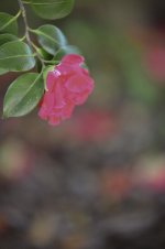 DSC_0101-2.jpg