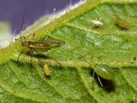 Aphid4.jpg