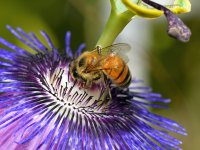 Bee2.jpg