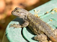 Lizard2.jpg