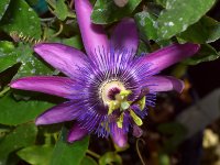 Passiflora4.jpg