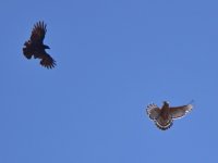 Hawk3.jpg