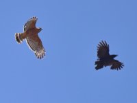 Hawk.jpg