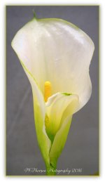 Double Leaf Calla Lilly  5-2-2016.jpg