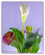 Calla Lily Plant 5-2-2016.jpg