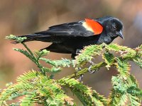 Blackbird5.jpg