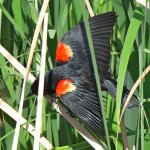 Blackbird.jpg