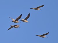 Curlew.jpg