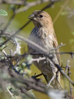 Finch2.jpg