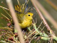 YellowWarbler.jpg