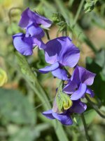 SweetPea.jpg