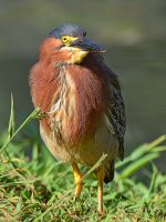 GreenHeron7.jpg