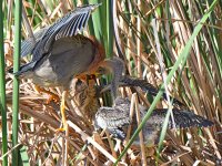GreenHeron13.jpg